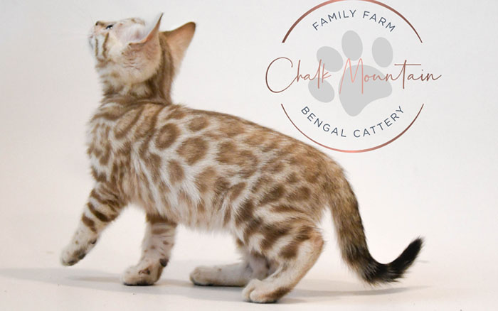 Bengal kitten for sale